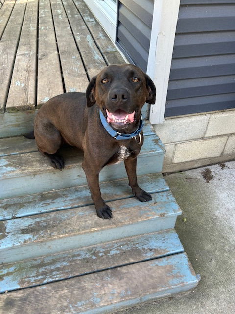 MALIBU - Boxer / Labrador Retriever available for adoption