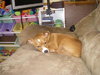 Buster