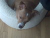 Buster