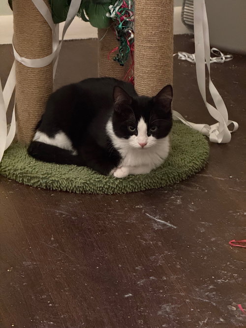 Pepper