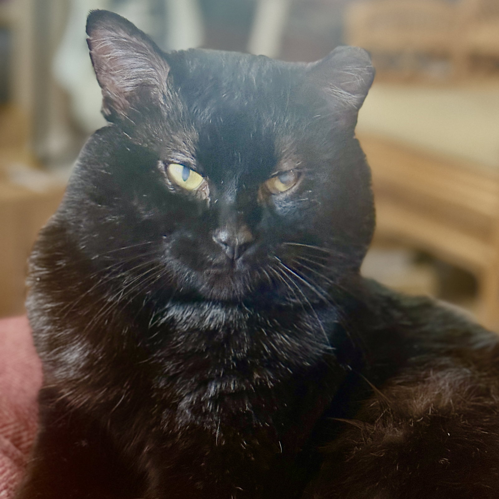 Victor Image
