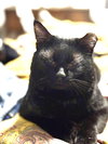 Victor