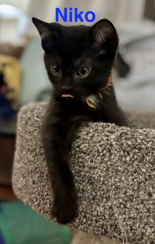 Nikko