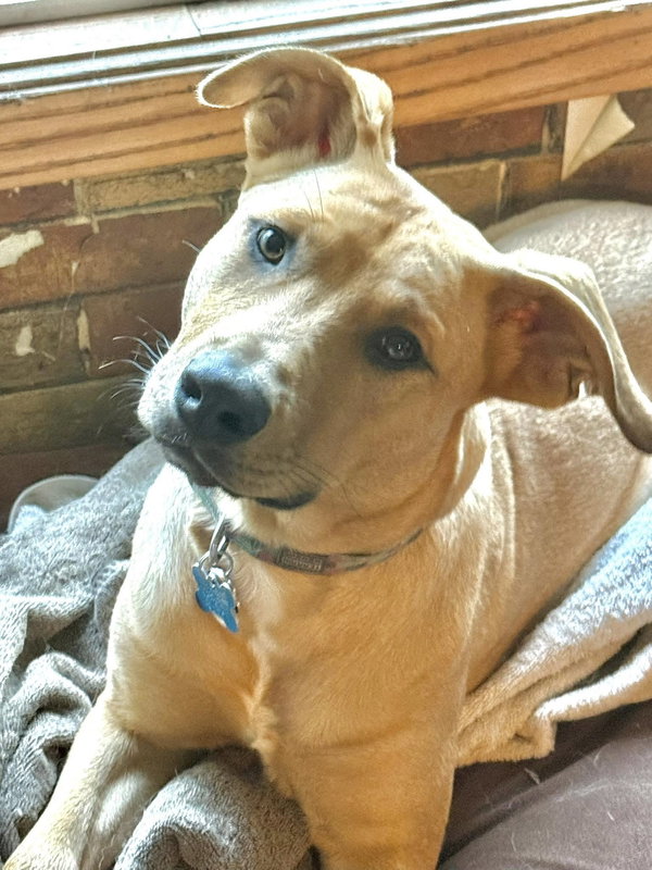 Cooper