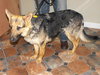 Mishka