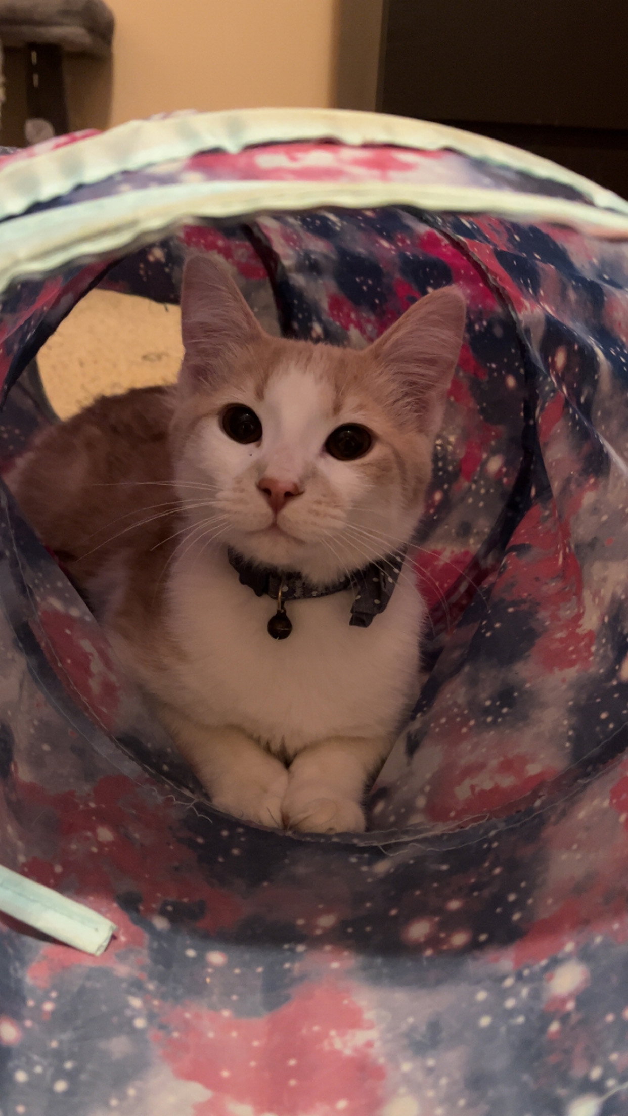 Buster Image