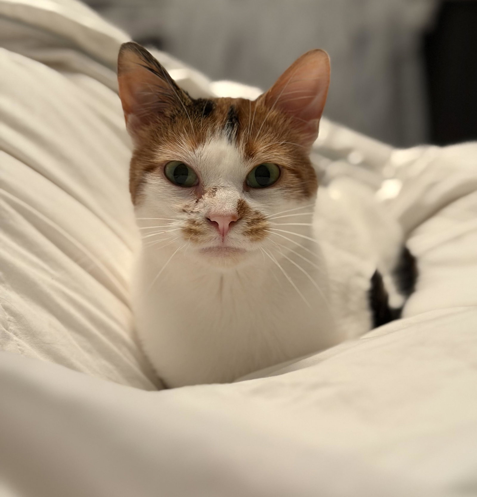 Lava Image
