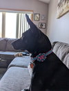 Luna May