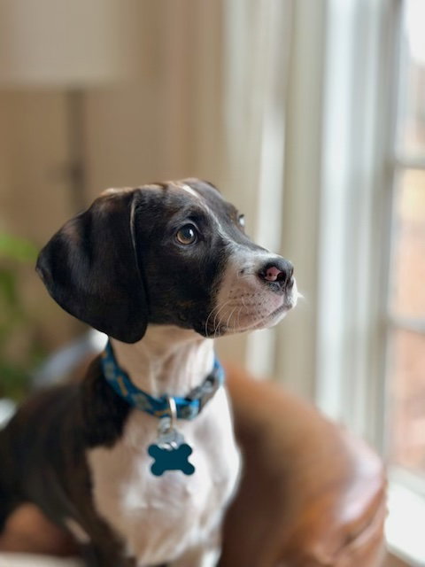 Waylon