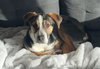 Romeo