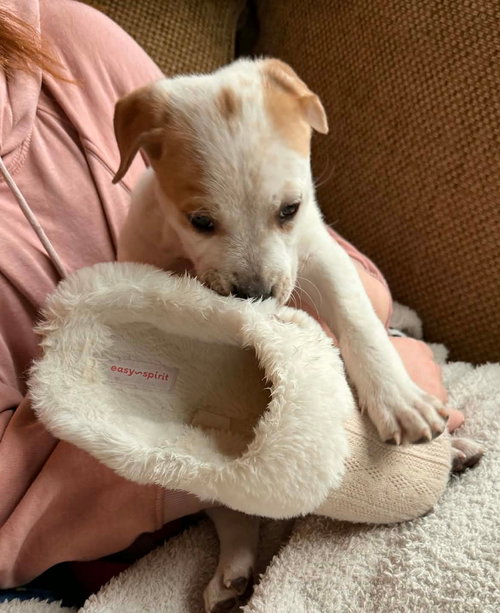 Dottie