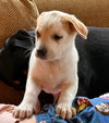 Dottie