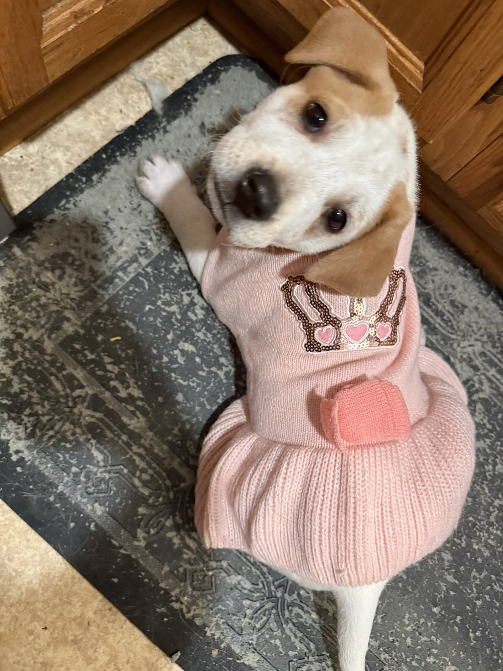 Dottie Image