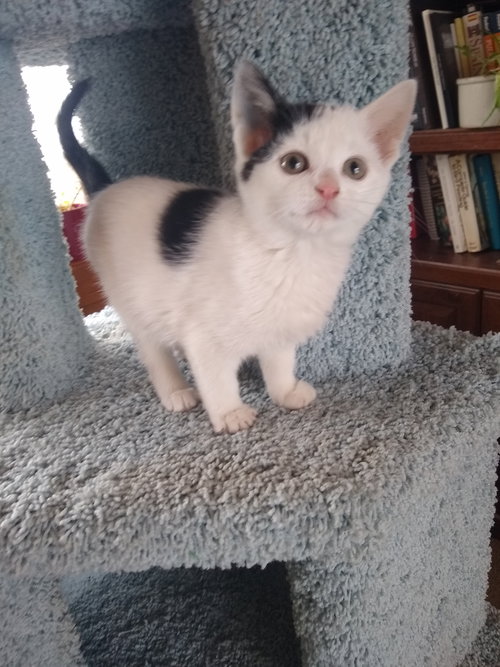 Margarita