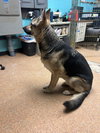 Axel
