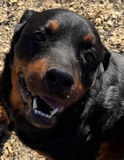 Rottweiler