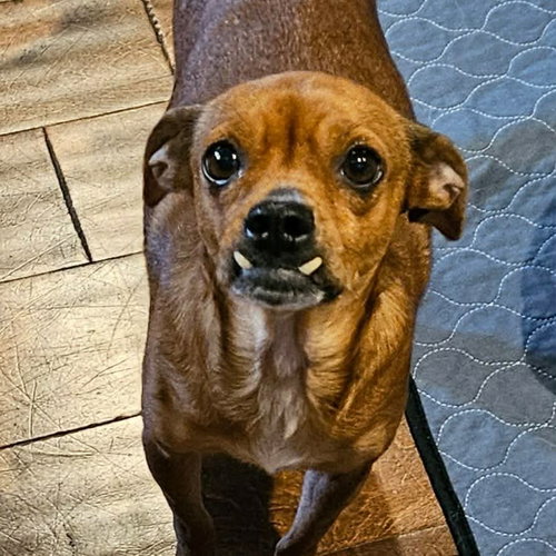 Elsie