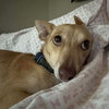 Sancho