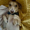 Sancho