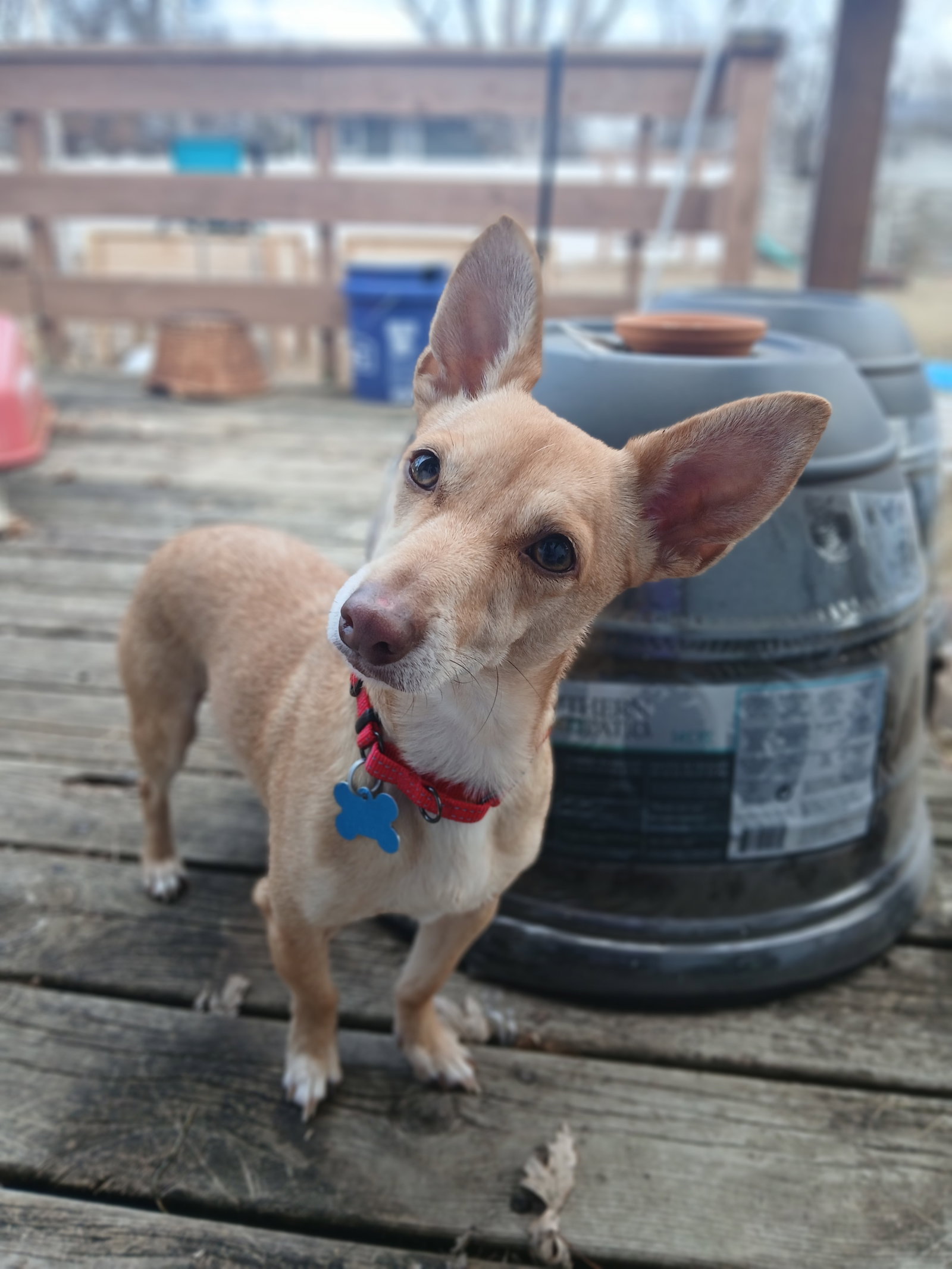 Chihuahua