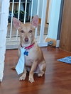 Sancho