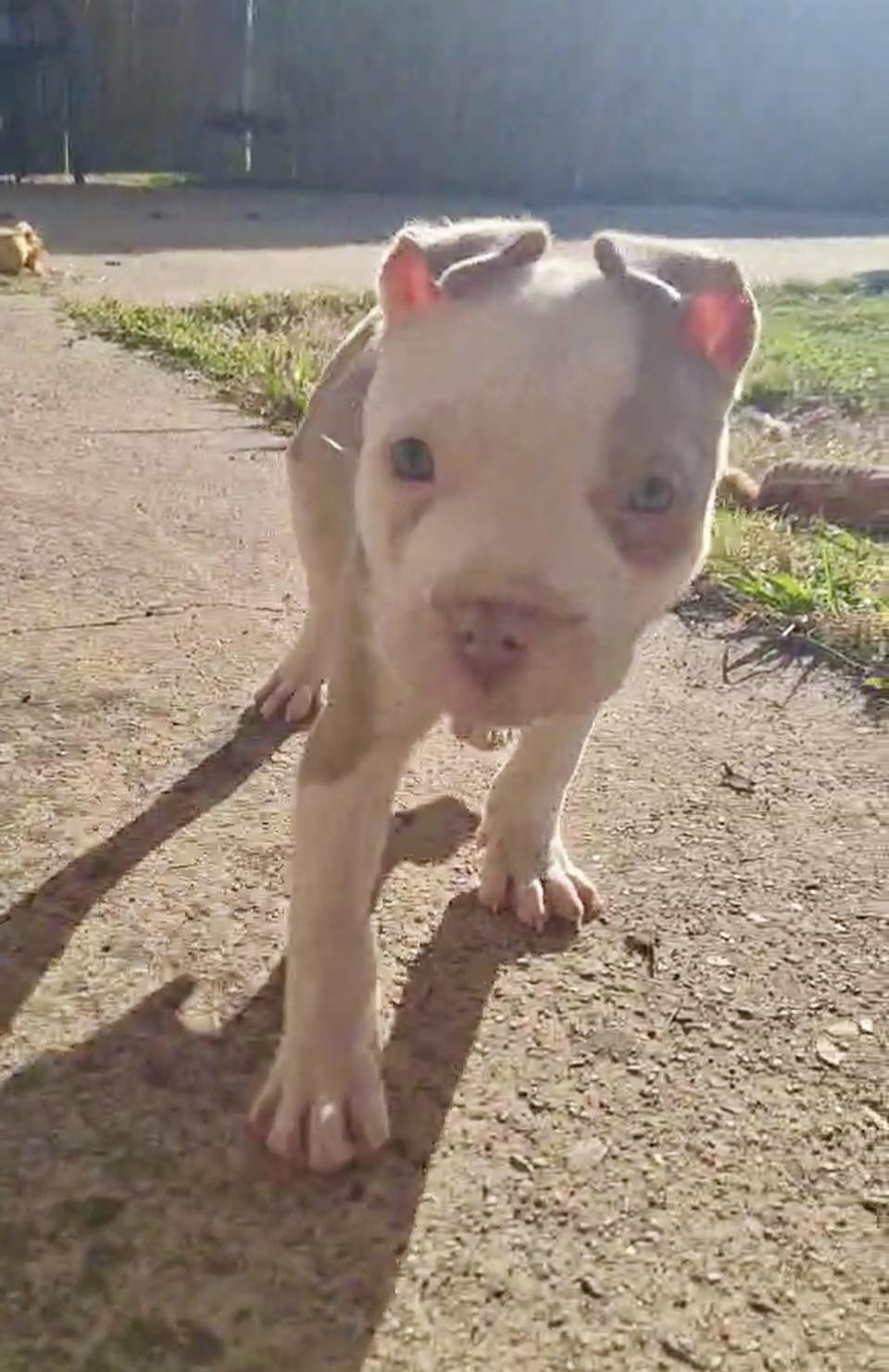 Pit Bull