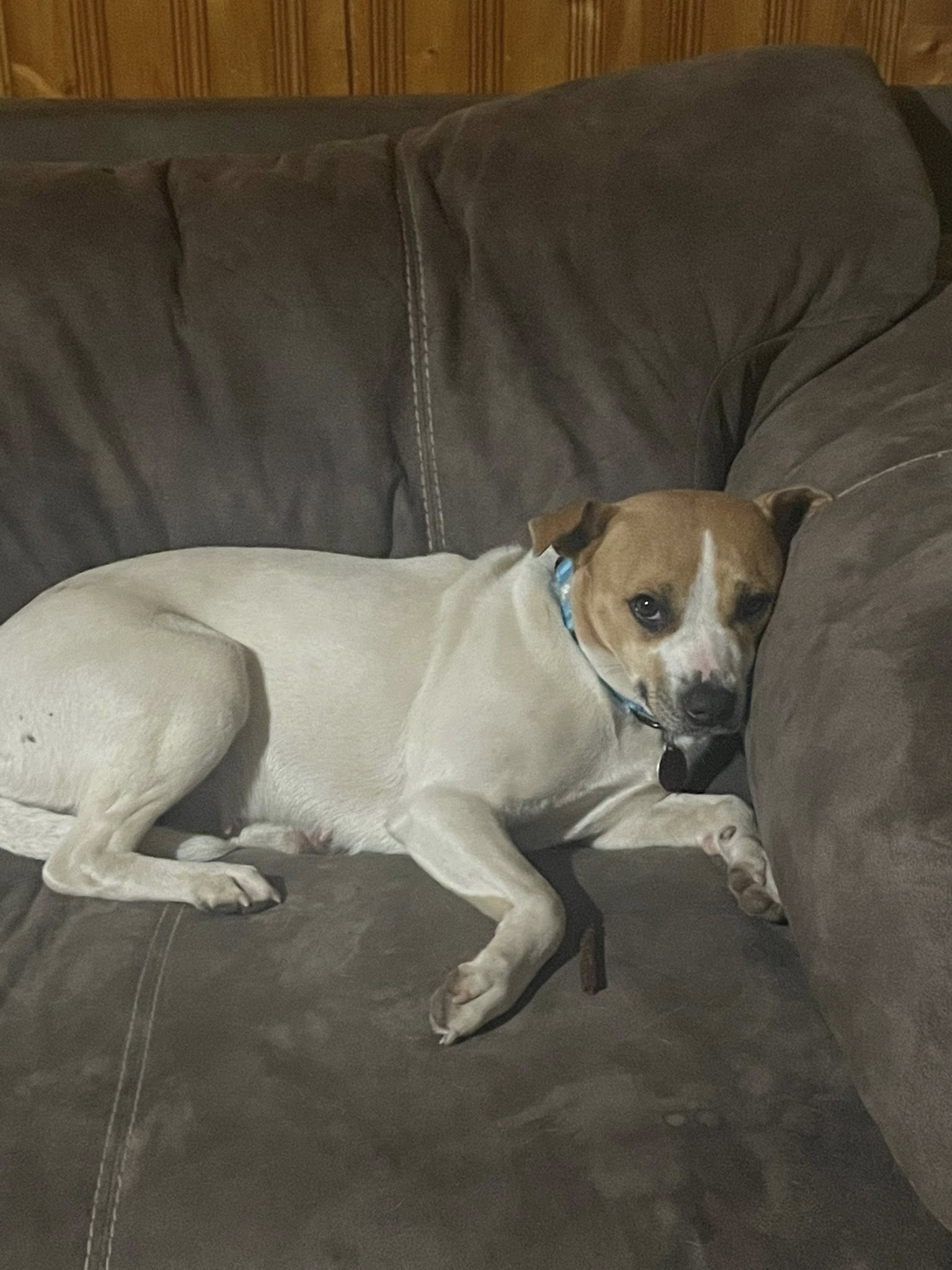 Terrier