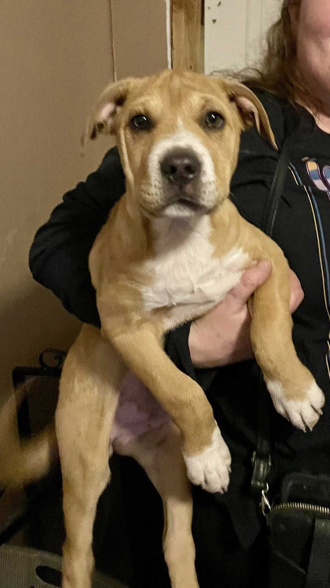 Mastiff