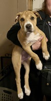Madra