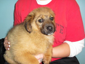 Gryffin