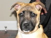 Miss Daisy Mae
