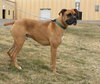 Duke