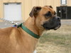 Duke