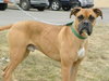 Duke