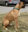 Duke