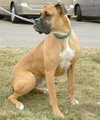 Duke