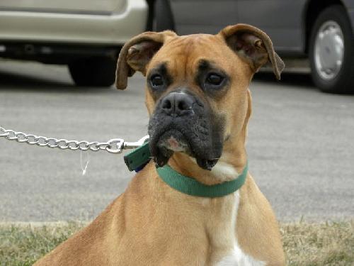 Duke