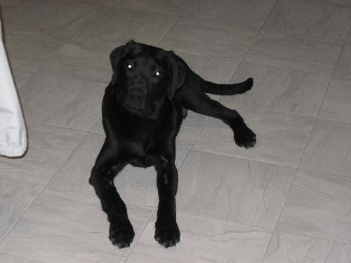 Wilson