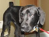 Angus