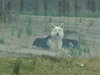Sheba