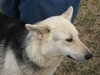Sheba