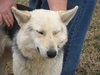 Sheba