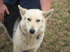 Sheba