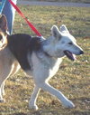 Sheba