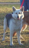 Sheba