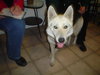 Sheba