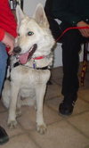 Sheba