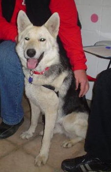 Sheba