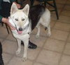 Sheba
