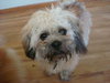Scrappy